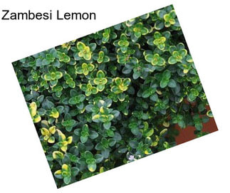 Zambesi Lemon