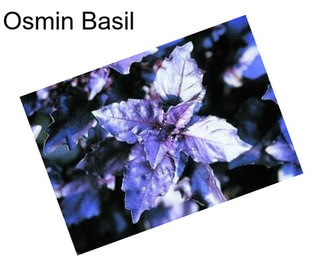 Osmin Basil