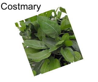 Costmary