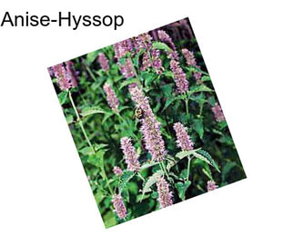 Anise-Hyssop