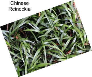 Chinese Reineckia