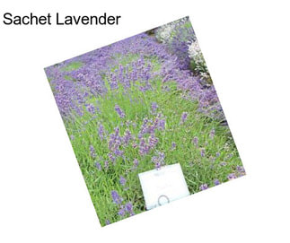 Sachet Lavender