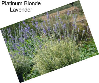 Platinum Blonde Lavender