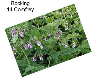 Bocking 14 Comfrey