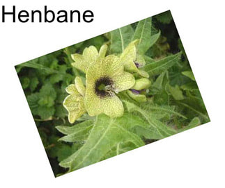 Henbane