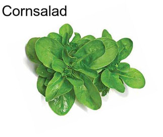 Cornsalad