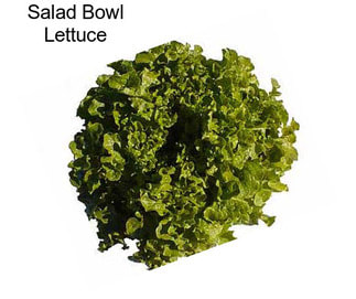 Salad Bowl Lettuce