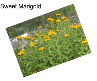 Sweet Marigold