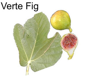 Verte Fig
