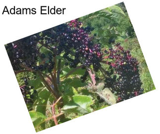 Adams Elder