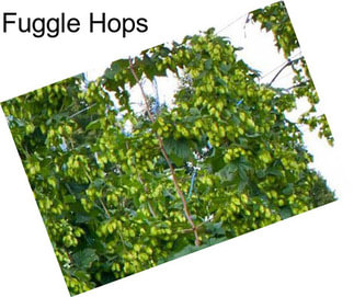 Fuggle Hops