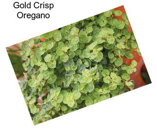 Gold Crisp Oregano