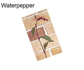 Waterpepper