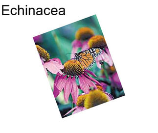 Echinacea