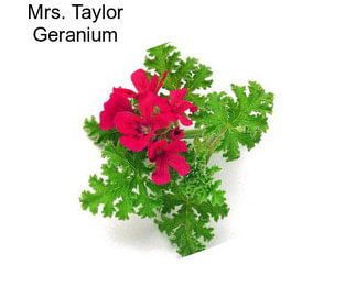 Mrs. Taylor Geranium