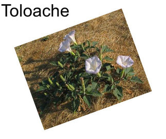 Toloache