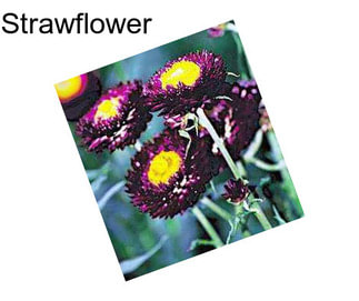 Strawflower