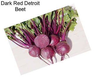 Dark Red Detroit Beet