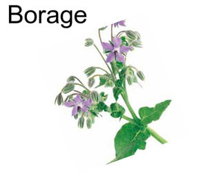 Borage