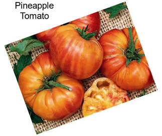 Pineapple Tomato