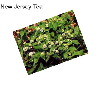 New Jersey Tea