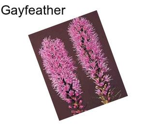 Gayfeather