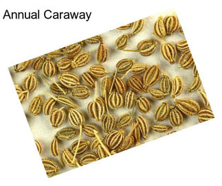 Annual Caraway