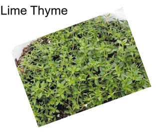 Lime Thyme