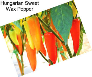 Hungarian Sweet Wax Pepper