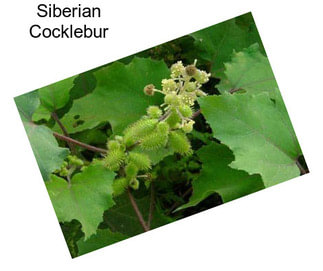 Siberian Cocklebur