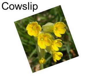 Cowslip