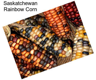 Saskatchewan Rainbow Corn