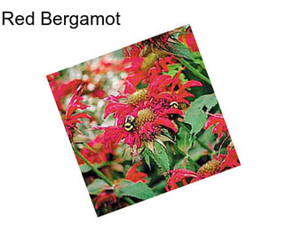 Red Bergamot