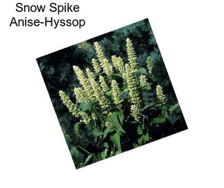 Snow Spike Anise-Hyssop