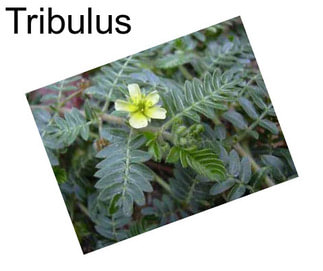 Tribulus