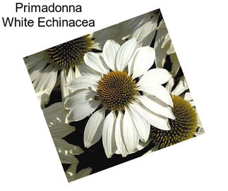 Primadonna White Echinacea