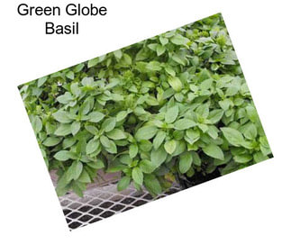 Green Globe Basil