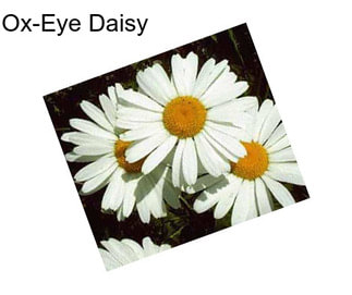 Ox-Eye Daisy
