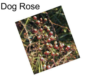 Dog Rose