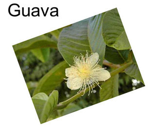 Guava