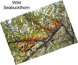 Wild Seabuckthorn