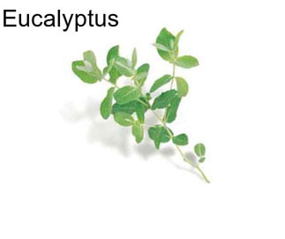 Eucalyptus