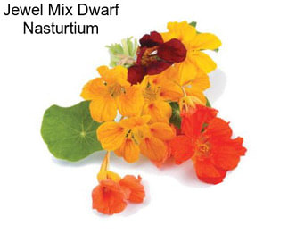 Jewel Mix Dwarf Nasturtium
