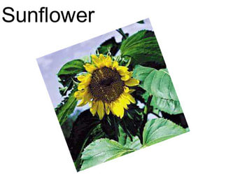 Sunflower