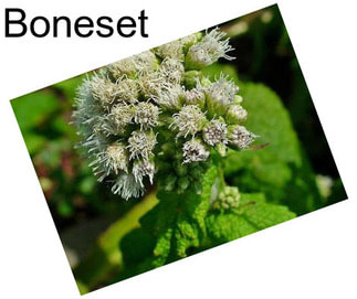 Boneset