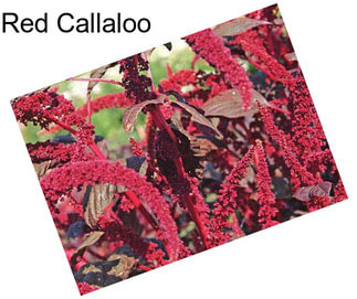 Red Callaloo