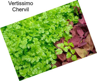 Vertissimo Chervil