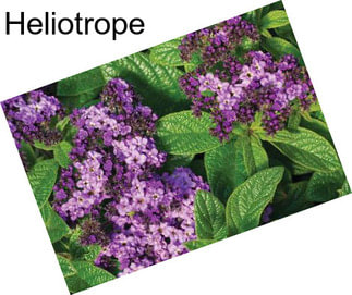 Heliotrope