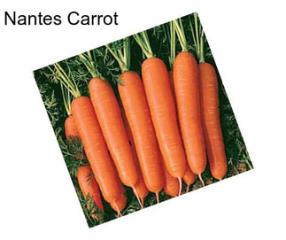 Nantes Carrot