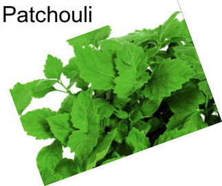 Patchouli